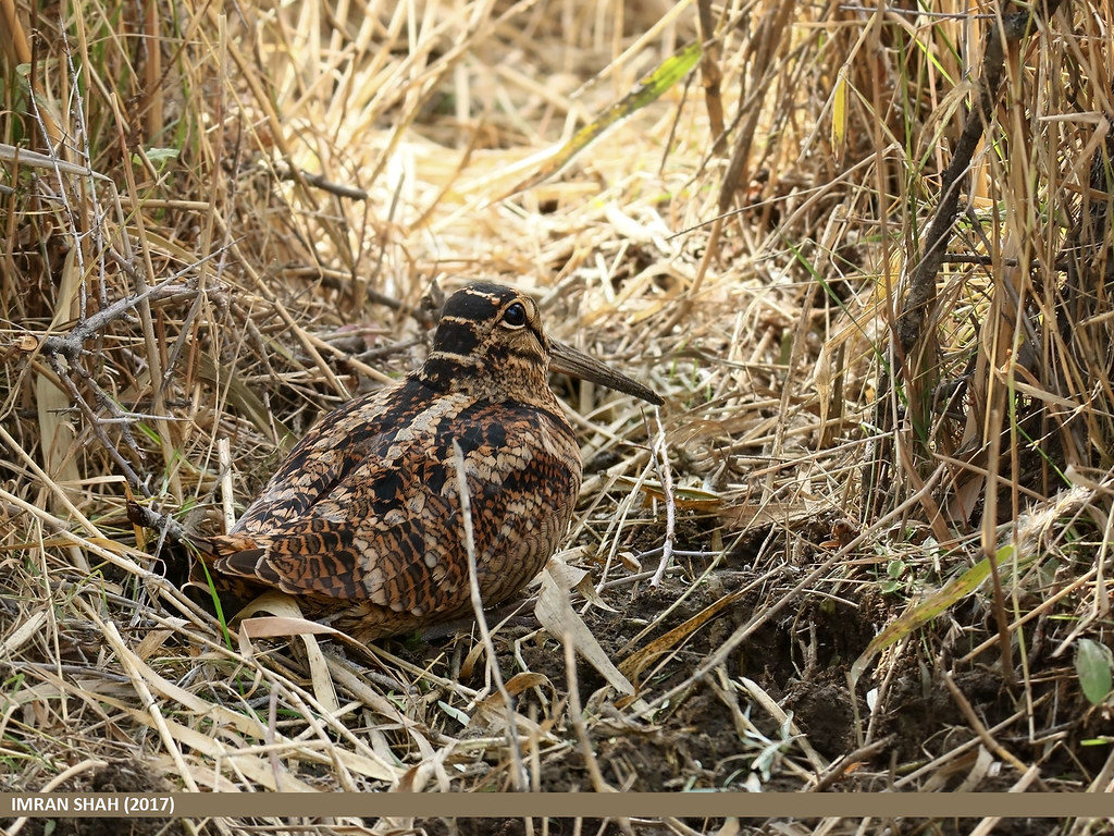 La Bécasse des bois, un étonnant papa oiseau décrit dans le nouvel article du Bird-Blog d'Une histoire de plumes