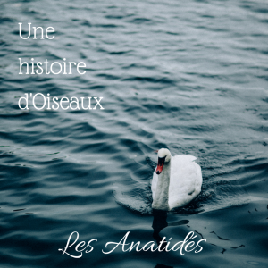 une histoire d'oiseaux: les anatidés