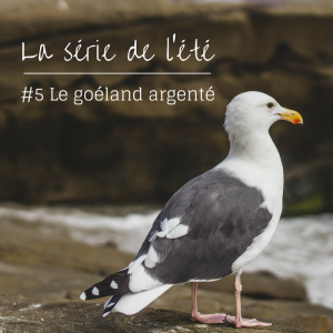 la série de l'été: le goéland argenté