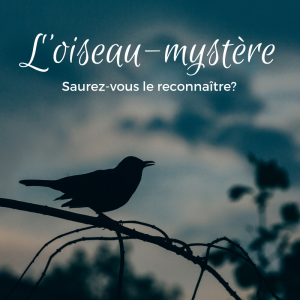 Oiseau-mystère: saurez-vous le reconnaître?