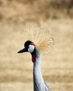 Dans ce numéro d'Une histoire d'Oiseaux, intéressons-nous à la famille des Grues, dont fait partie la très connue Grue cendrée