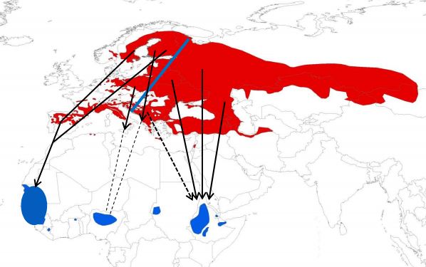 Les différentes voies de migration du Bruant ortolan