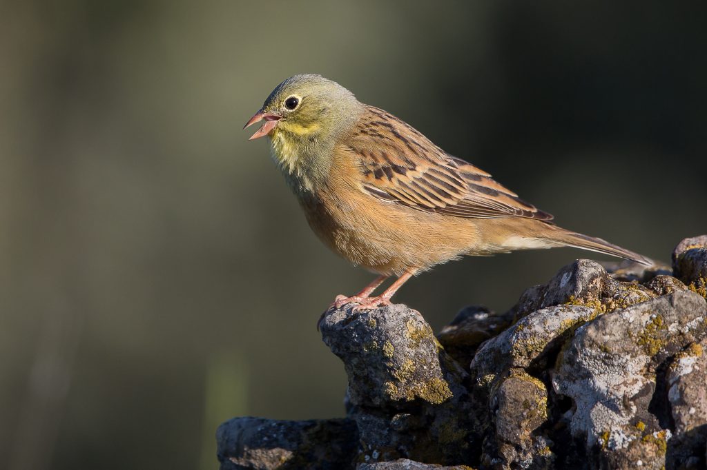 Focus sur le braconnage d'un oiseau protégé: le Bruant ortolan