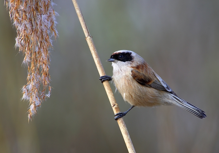 La Rémiz penduline, un passereau à observer en hiver en France!