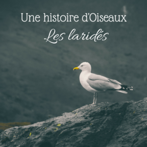 Nouvel article sur le Bird-Blog d'Une histoire de plumes! Intéressons-nous à la famille des mouettes, des goélands et des sternes: les laridés.