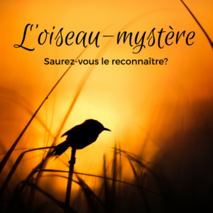 L'oiseau mystère, deuxième épisode! Saurez-vous le reconnaître?