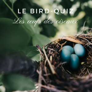 Un nouveau quiz sur les œufs des oiseaux par le Bird-Blog d'une histoire de plumes!