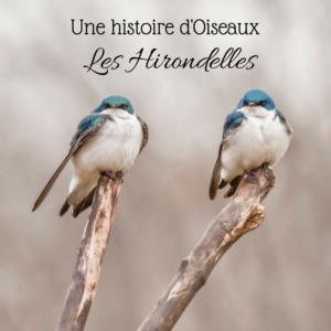 Découvrez la famille des hirondelles grâce au nouvel article du Bird-Blog d'Une histoire de plumes