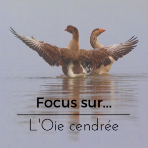 Focus sur L'Oie cendrée, un article du bird-blog d'une histoire de plumes