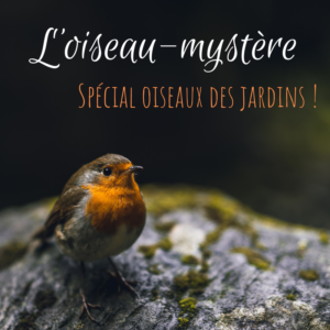 Devinez quel oiseau se cache derrière chaque oiseau-mystère, nouvel article du bird-blog d'une histoire de plumes