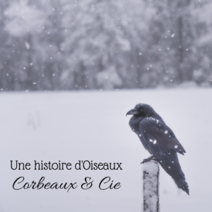 Découvrez les corvidés dans le nouvel article du Bird-Blog d'une histoire de plumes