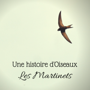 Découvrez les martinets dans le nouvel article du Bird-Blog d'une histoire de plumes