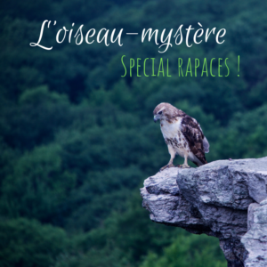 Venez deviner l'oiseau mystère dans le dernier article du Bird-Blog d'une histoire de plumes spécial rapaces !