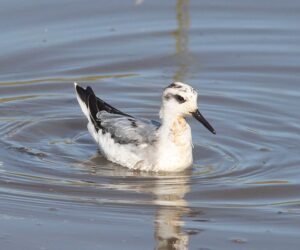 Le phalarope à bec large, l'un des 4 oiseaux rares à observer en migration, le nouvel article du Bird-Blog d'Une histoire de plumes