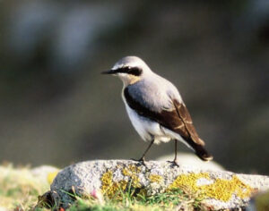 le traquet motteux, l'un des 4 oiseaux rares à observer en migration, le nouvel article du Bird-Blog d'Une histoire de plumes