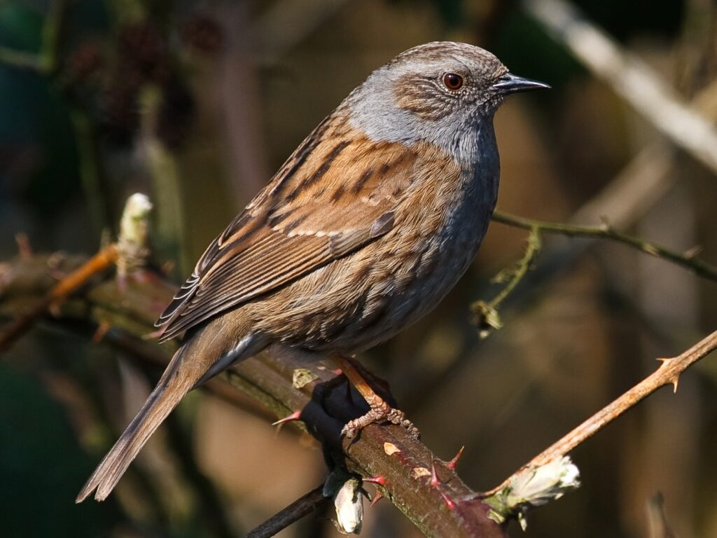 apprendre à faire la différence entre l'accenteur mouchet et le moineau domestique, un article du bird-blog d'une histoire de plumes