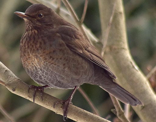 apprendre à faire la différence entre un merle noir et la grive musicienne, un article du bird-blog d'une histoire de plumes