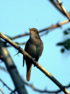 Une histoire d'oiseaux, le rossignol philomèle et ses cousins, un nouvel article du birdblog d'Une histoire de plumes