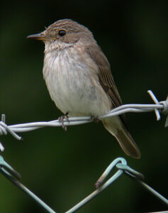 Une histoire d'oiseaux, le gobemouche gris et ses cousins, un nouvel article du birdblog d'Une histoire de plumes