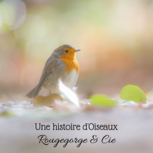 Une histoire d'oiseaux, le rougegorge et ses cousins, un nouvel article du birdblog d'Une histoire de plumes