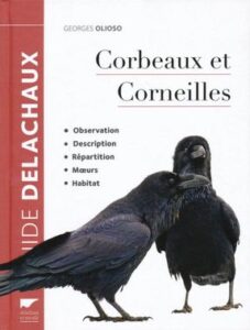 Les corbeaux et corneilles, une monographie d'oiseau, un nouvel article du Bird-Blog d'Une histoire de plumes