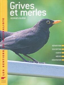 Les grives et merles, une monographie d'oiseau, un nouvel article du Bird-Blog d'Une histoire de plumes