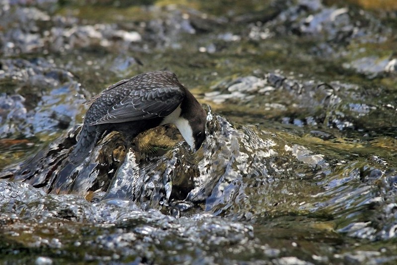 Le Cincle plongeur, l'un des 5 oiseaux à observer en montagne - le birdblog d'une histoire de plumes