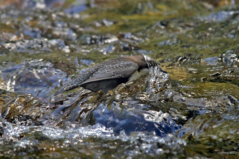 Le Cincle plongeur, l'un des 5 oiseaux à observer en montagne - le birdblog d'une histoire de plumes