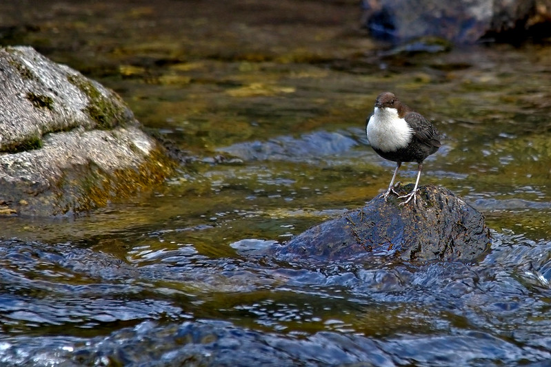 Le Cincle plongeur, l'un des 5 oiseaux à observer en montagne - le birdblog d'une histoire de plumes