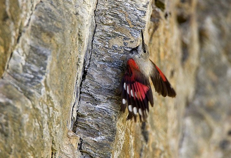 Le tichodrome échelette, l'un des 5 oiseaux à observer en montagne - le birdblog d'une histoire de plumes