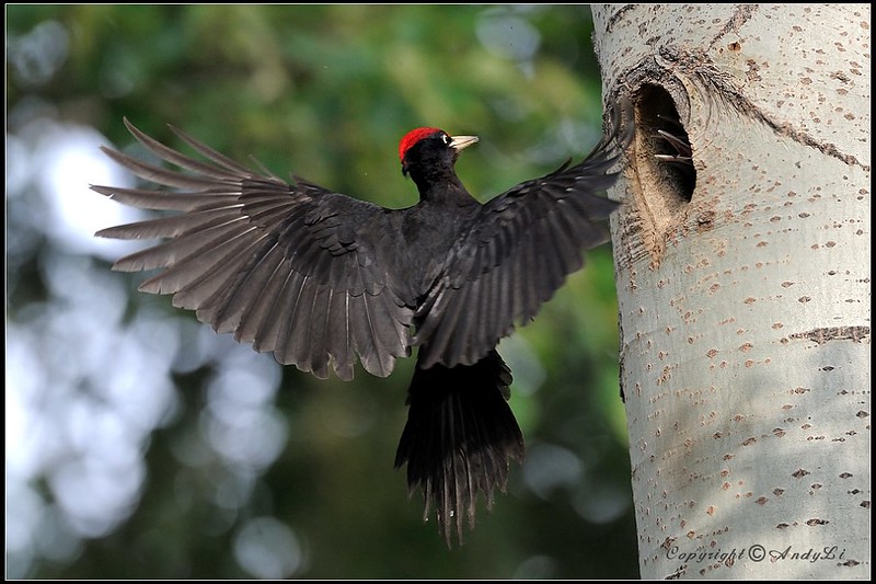 Le Pic noir, l'un des 5 oiseaux à observer en montagne - le birdblog d'une histoire de plumes