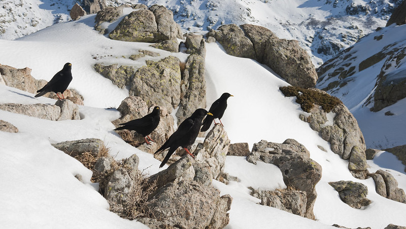 Le chocard à bec jaune, l'un des 5 oiseaux à observer en montagne - le birdblog d'une histoire de plumes