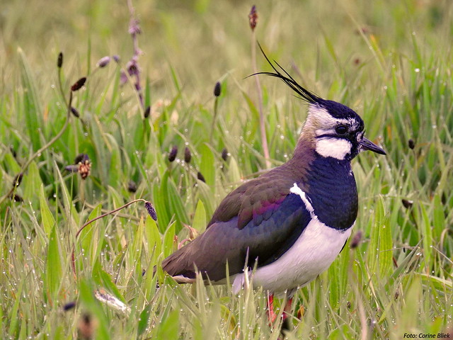 Le Vanneau huppé, l'un des 5 oiseaux à observer à la campagne - le birdblog d'une histoire de plumes