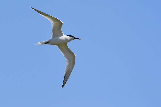 La Sterne caugek, l'un des 5 oiseaux à observer en bord de mer - le birdblog d'une histoire de plumes