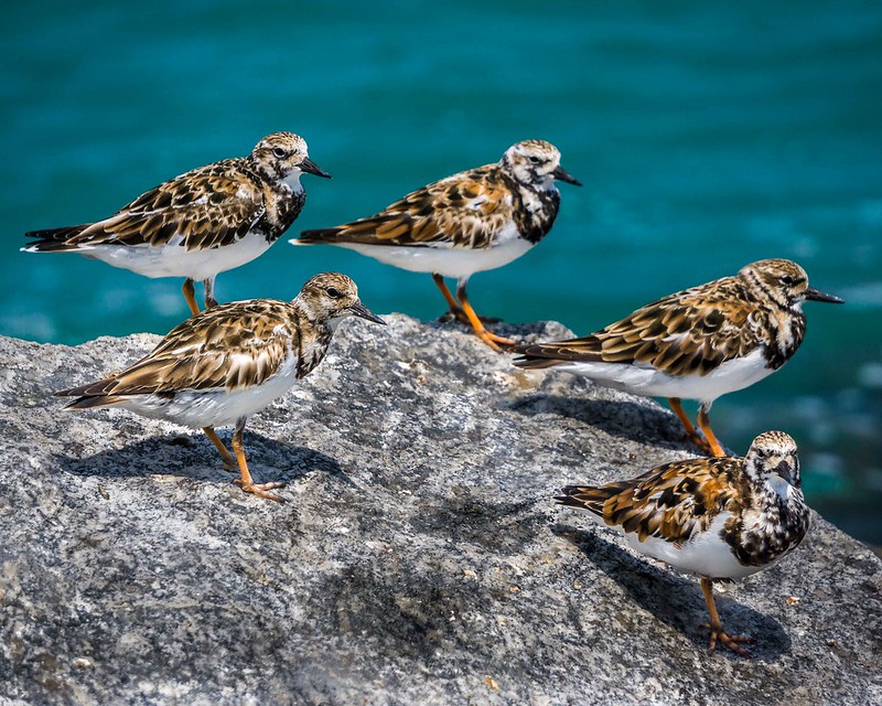 Le Tournepierre à collier, l'un des 5 oiseaux à observer en bord de mer - le birdblog d'une histoire de plumes