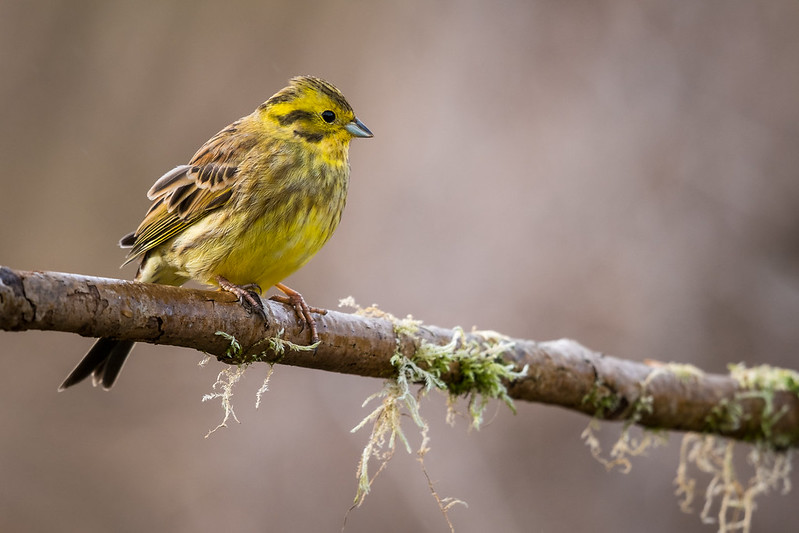 Le Bruant jaune, l'un des 5 oiseaux à observer à la campagne - le birdblog d'une histoire de plumes