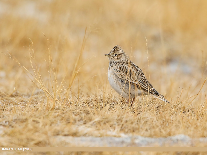 L'Alouette des champs, l'un des 5 oiseaux à observer à la campagne - le birdblog d'une histoire de plumes