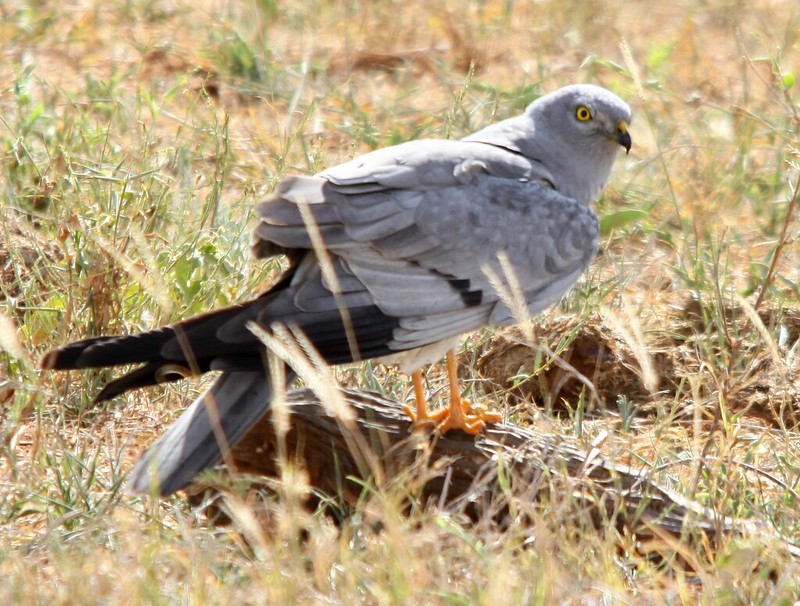 Le Busard cendré, l'un des 5 oiseaux à observer à la campagne - le birdblog d'une histoire de plumes