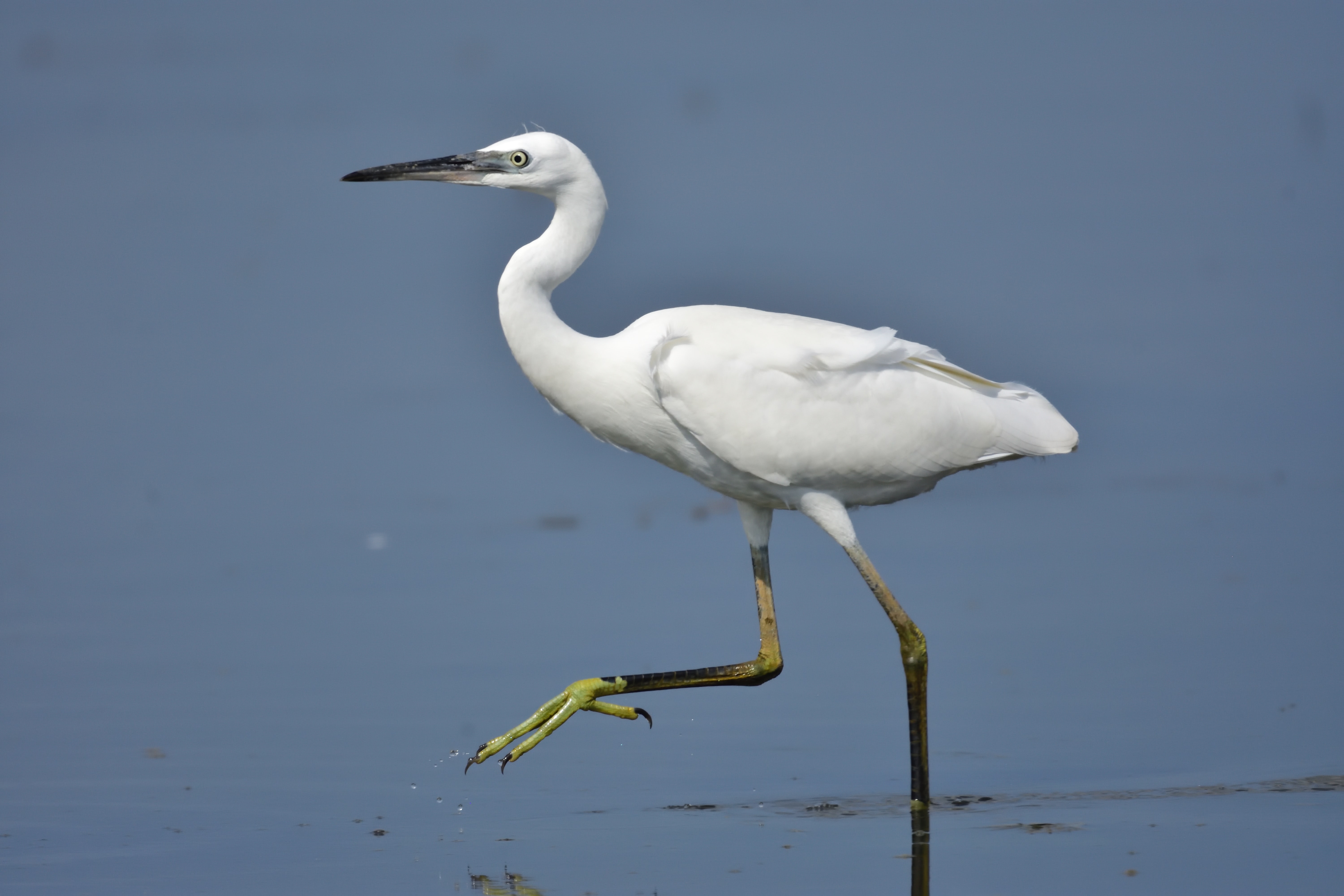 L'Aigrette garzette, l'un des 5 oiseaux à observer en bord de mer - le birdblog d'une histoire de plumes