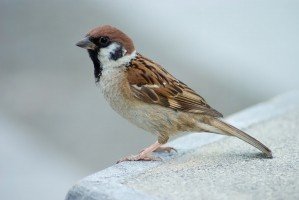 Le Moineau friquet, l'un des 5 oiseaux à observer à la campagne - le birdblog d'une histoire de plumes