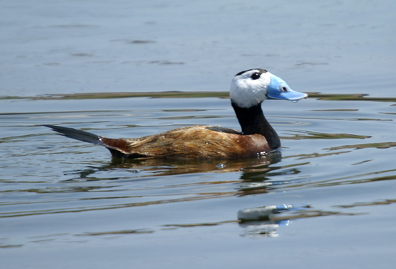 L'Erismature à tête blanche, un oiseau menacé sujet du dernier article du bird-blog d'une histoire de plumes