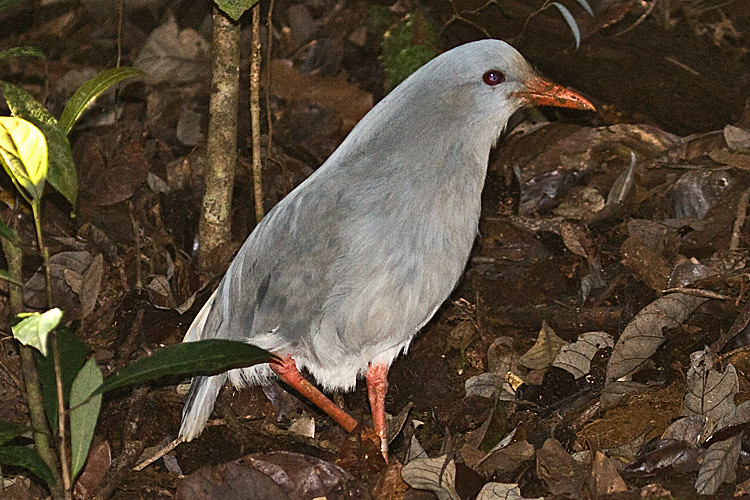 Le kagou, un oiseau menacé sujet du dernier article du bird-blog d'une histoire de plumes