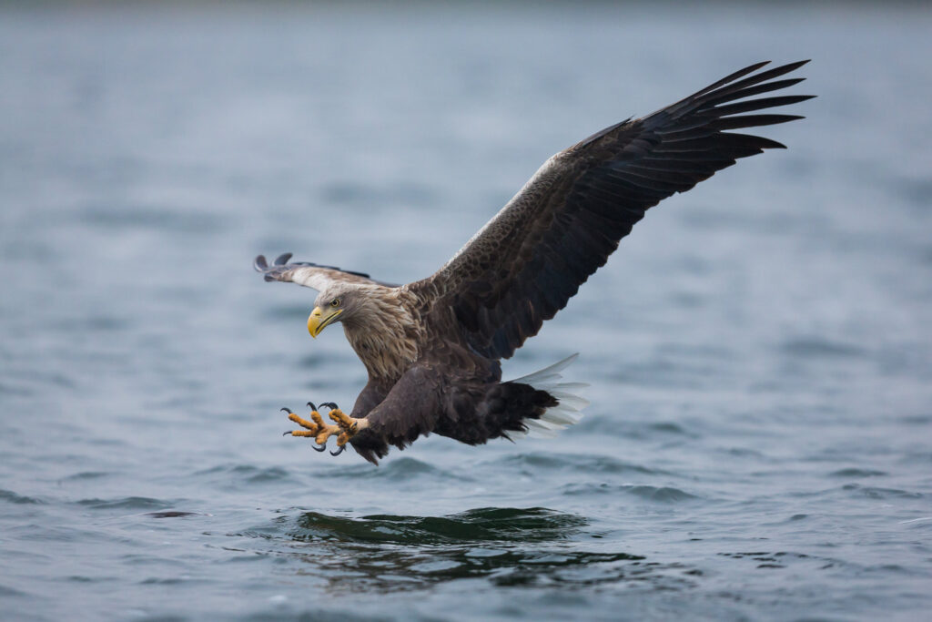 Le pygargue à queue blanche, un rapace que l'on peut observer en hiver, sujet du nouvel article du bird-blog d'une histoire de plumes