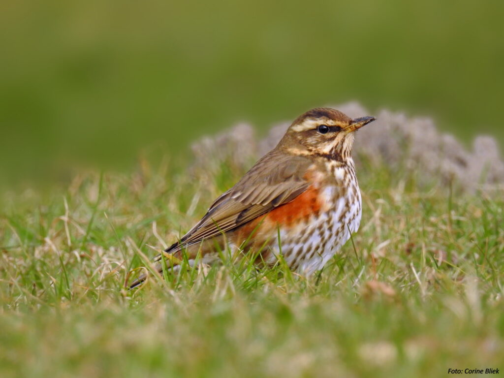 La Grive mauvis, un turdidé que l'on peut observer en hiver, sujet du nouvel article du bird-blog d'une histoire de plumes