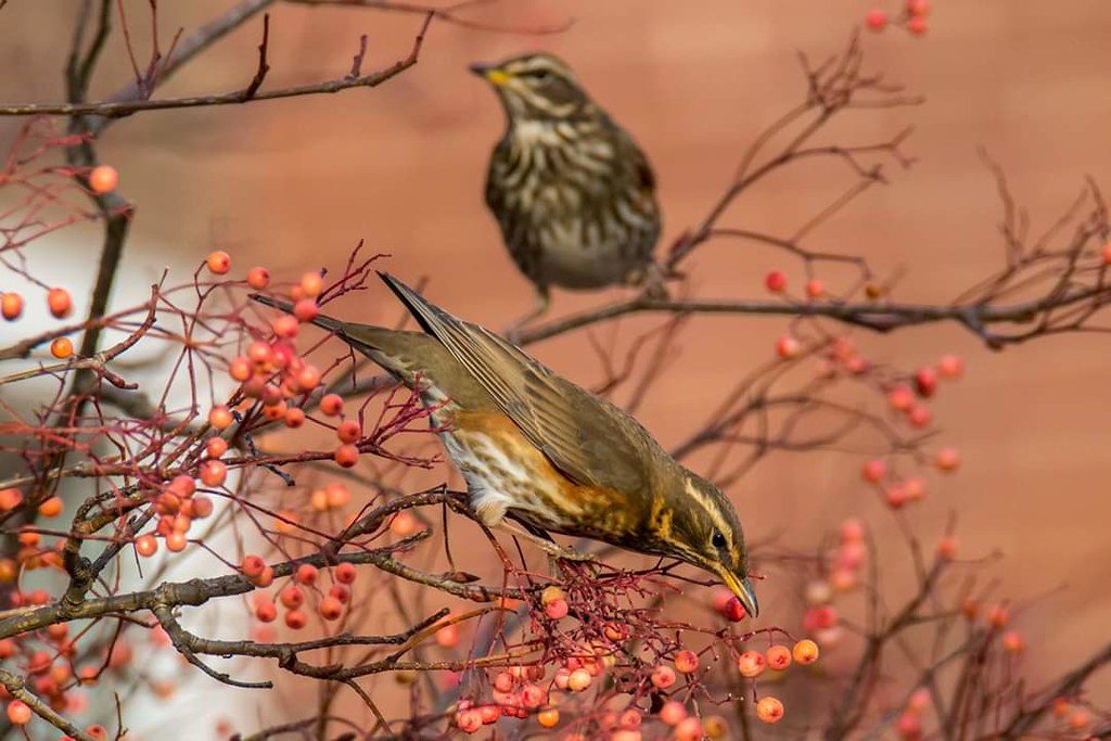 La Grive mauvis, un turdidé que l'on peut observer en hiver, sujet du nouvel article du bird-blog d'une histoire de plumes