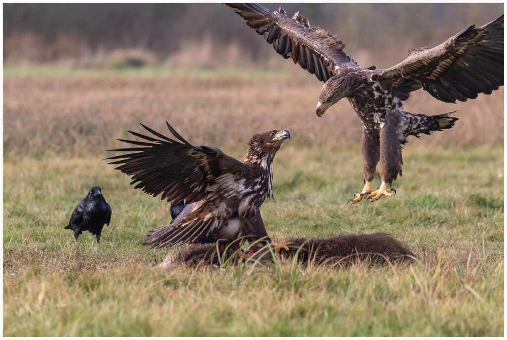 Le pygargue à queue blanche, un rapace que l'on peut observer en hiver, sujet du nouvel article du bird-blog d'une histoire de plumes