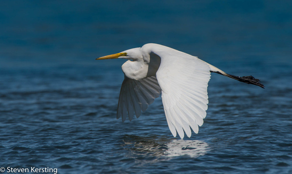 La Grande Aigrette, un ardéidé que l'on peut observer en hiver, sujet du nouvel article du bird-blog d'une histoire de plumes