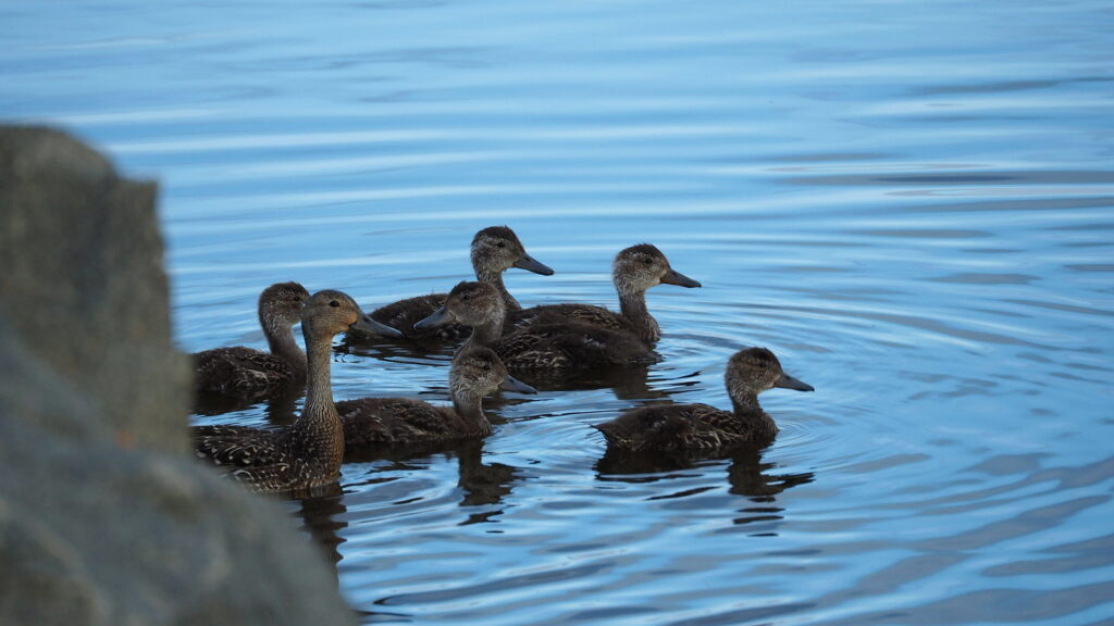 Le canard pilet, un anatidé que l'on peut observer en hiver, sujet du nouvel article du bird-blog d'une histoire de plumes