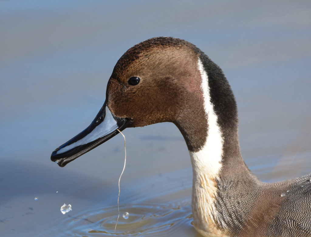 Le canard pilet, un anatidé que l'on peut observer en hiver, sujet du nouvel article du bird-blog d'une histoire de plumes