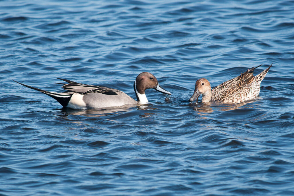 Le canard pilet, un anatidé que l'on peut observer en hiver, sujet du nouvel article du bird-blog d'une histoire de plumes